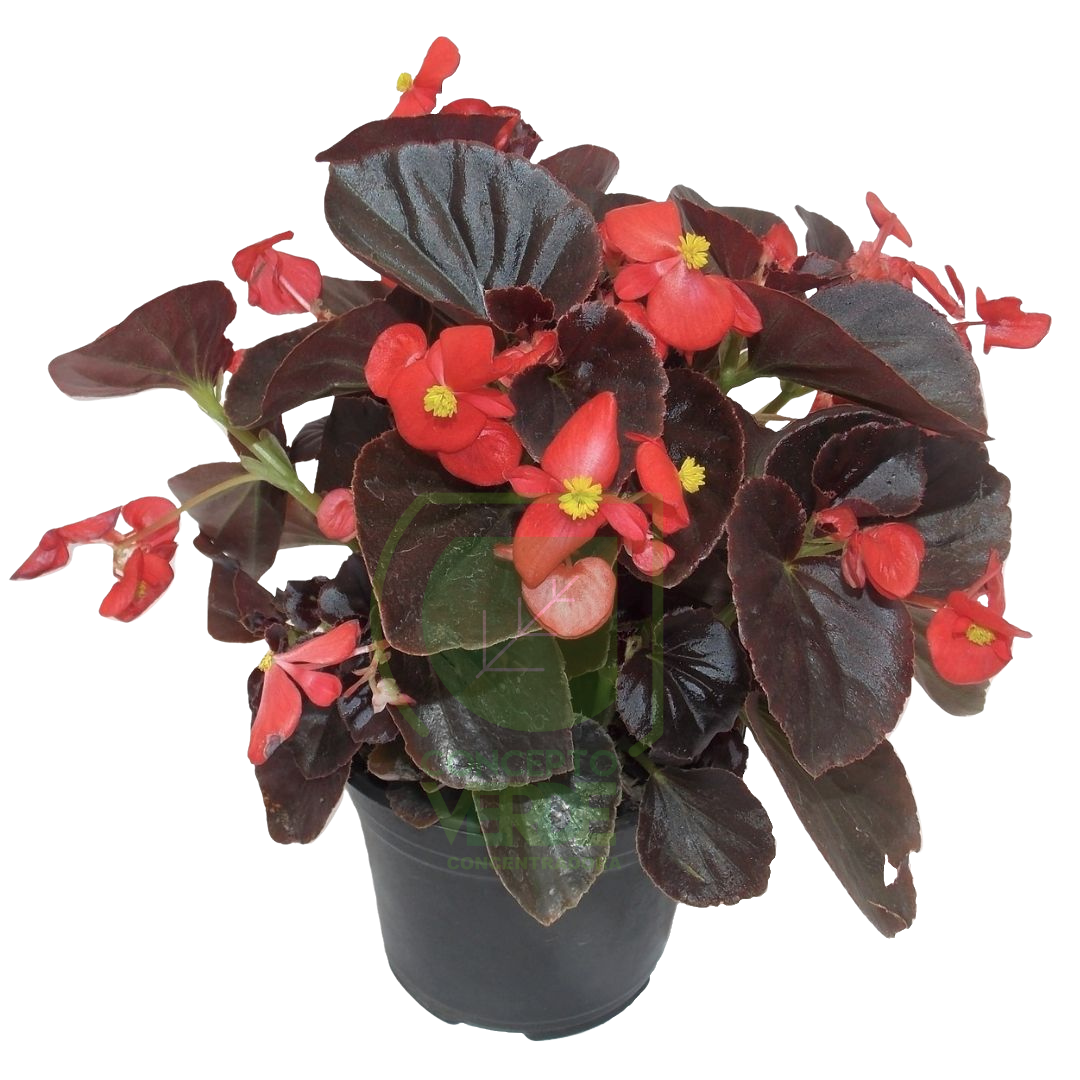 Begonia 6&quot;