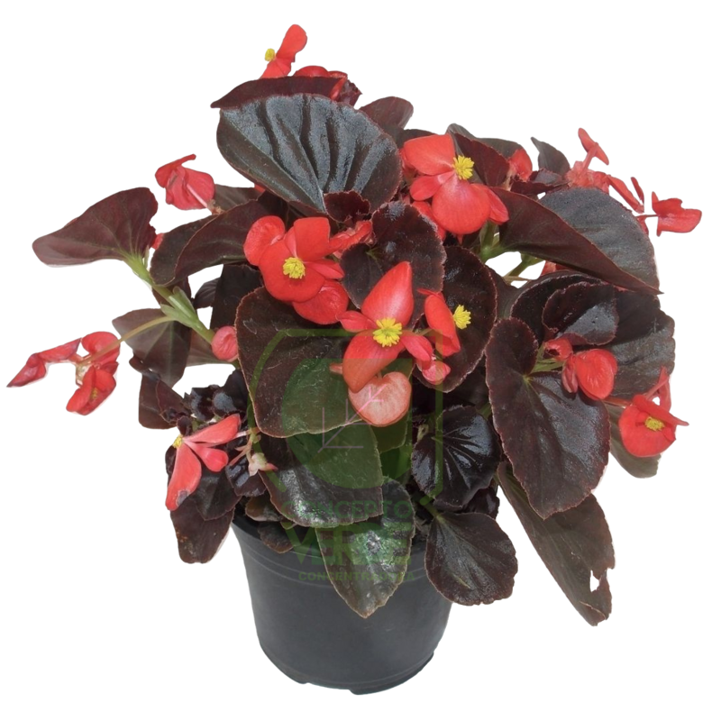 Begonia 6&quot;