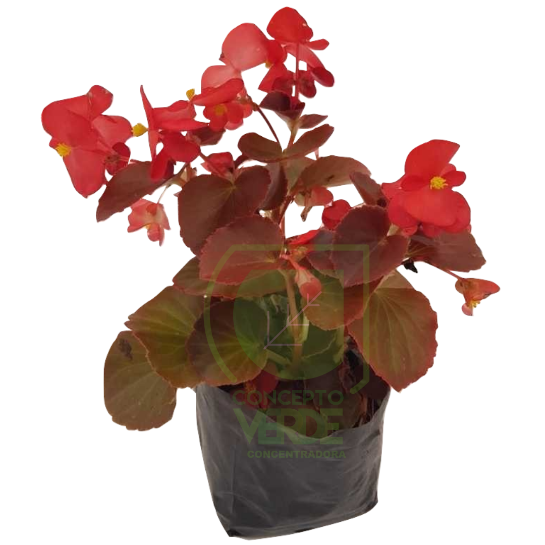 Begonia (Caja con 12 piezas)