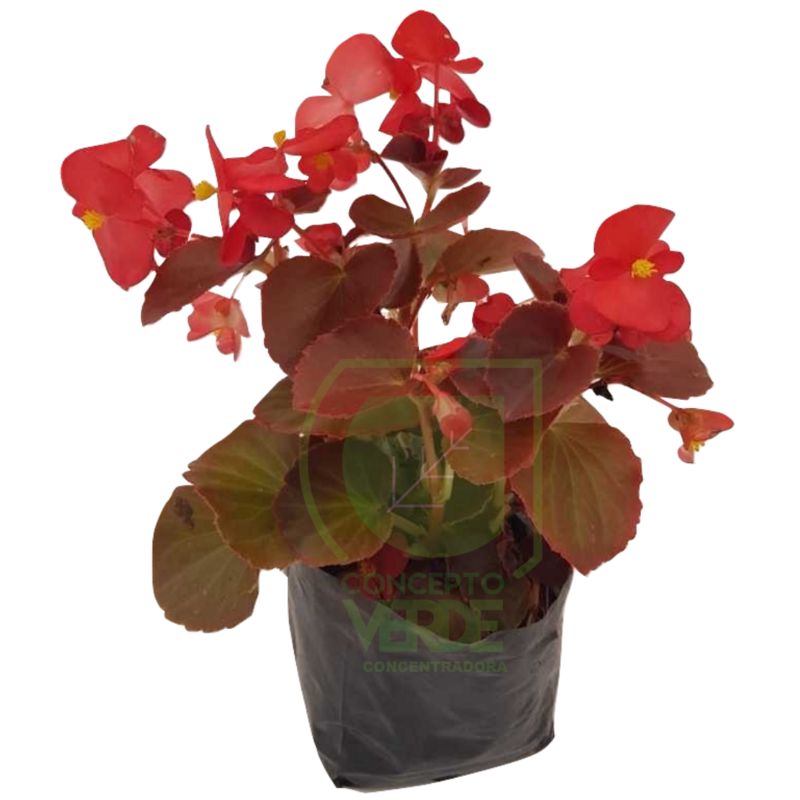 Begonia (Caja con 12 piezas)