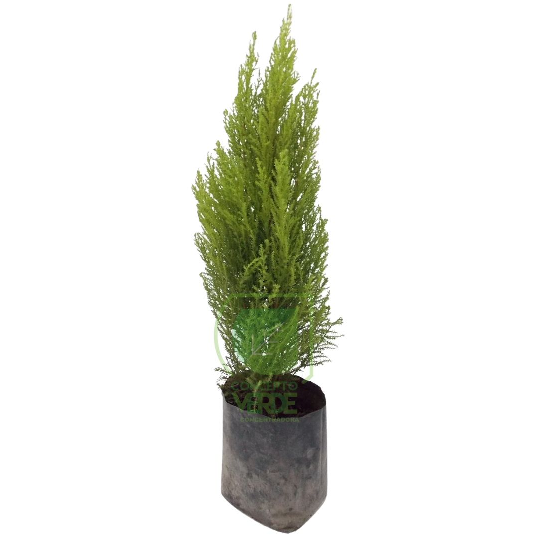 Cedro Limón (Compacto) 60cm