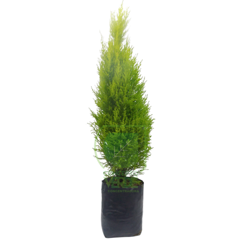 Cedro Limón (Compacto) 85cm