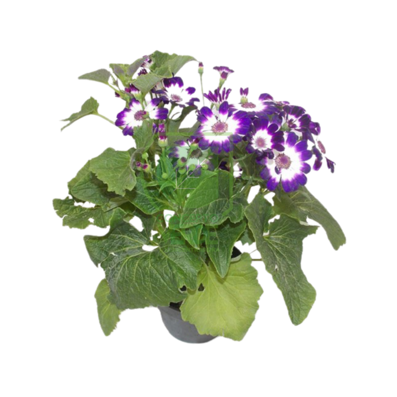 Cineraria Híbrida