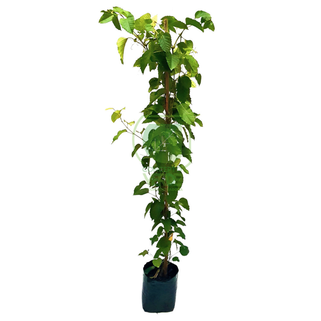 Cissus Antártica 1.3m