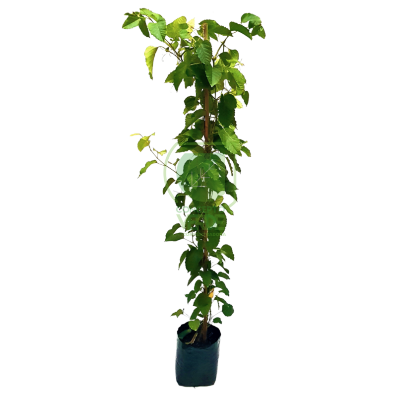 Cissus Antártica 1.3m
