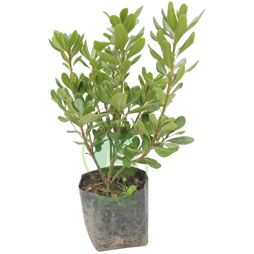Clavo De Ornato 40cm