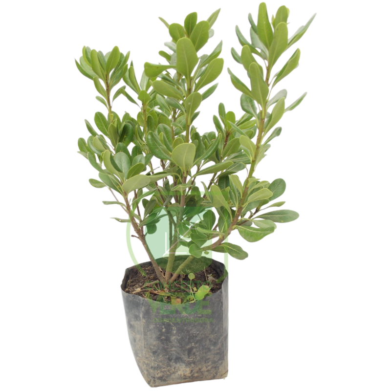 Clavo De Ornato 40cm