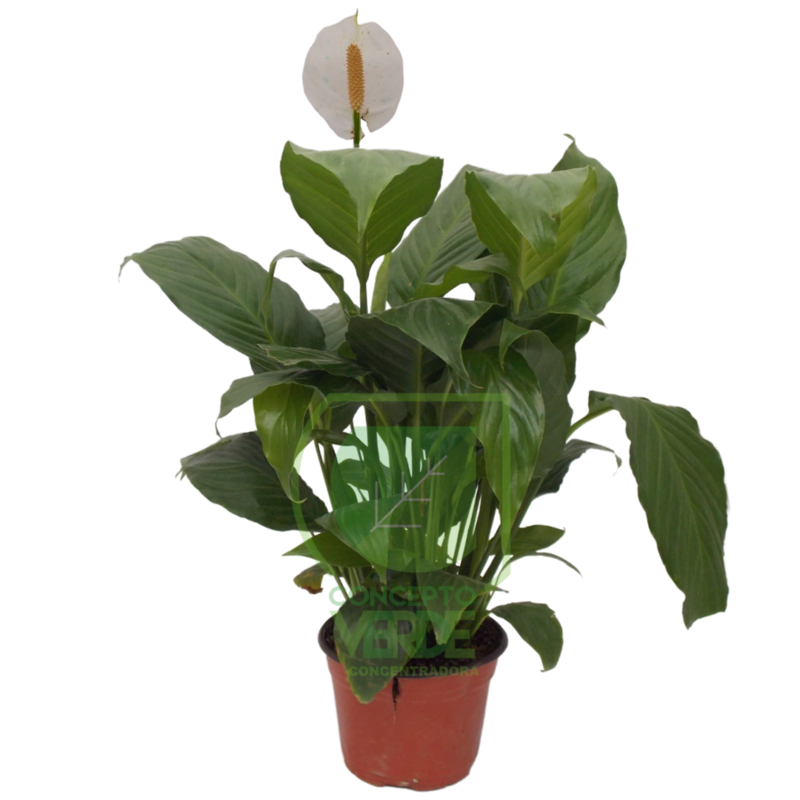 Cuna de Moisés 50cm