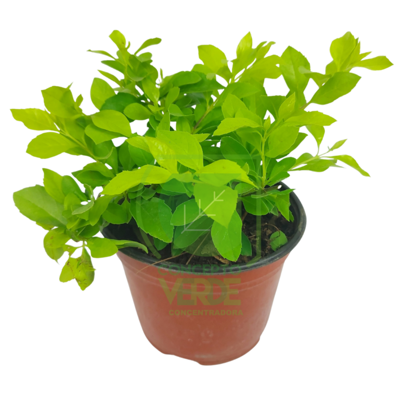 Duranta Cuba #2