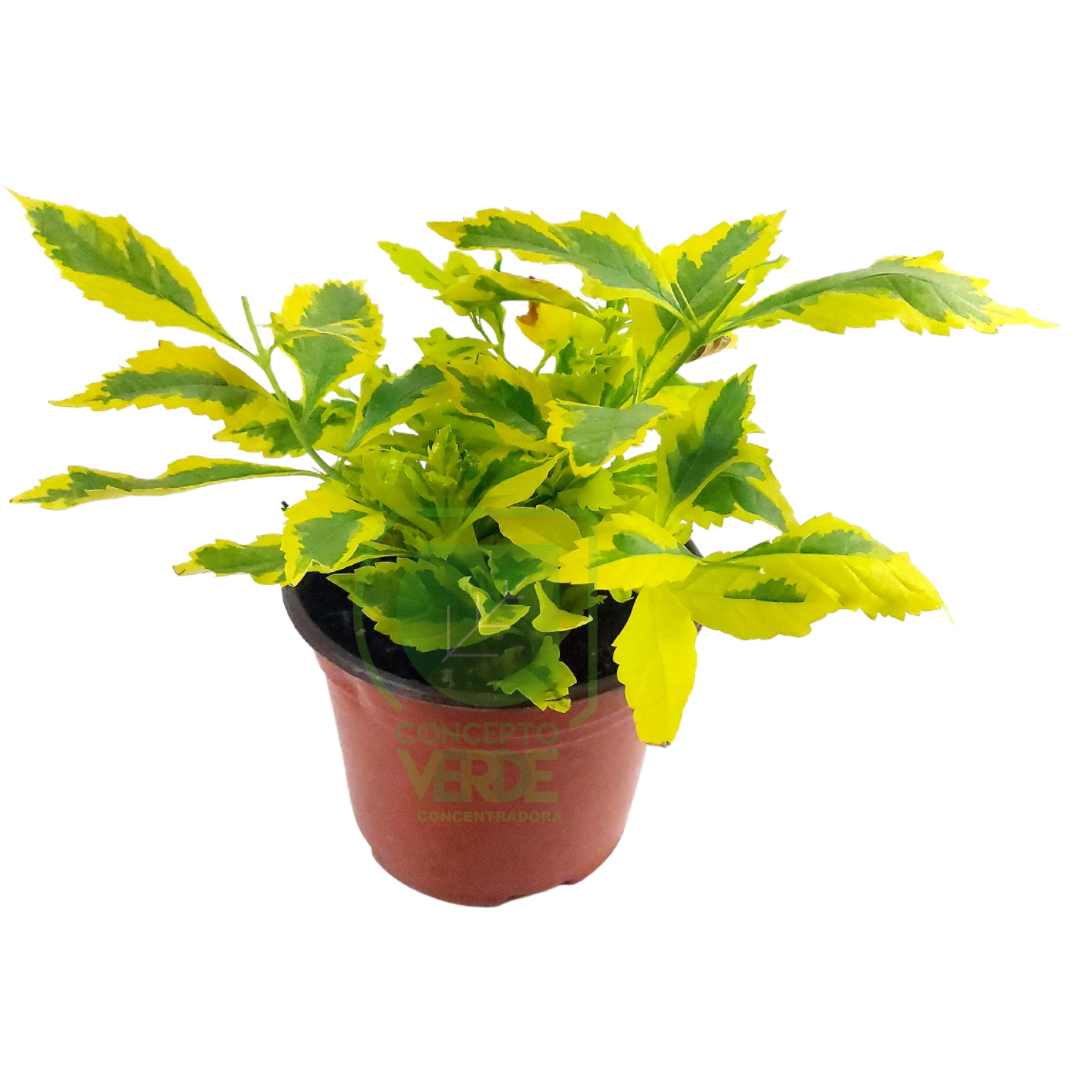 Duranta Gold 6&quot;