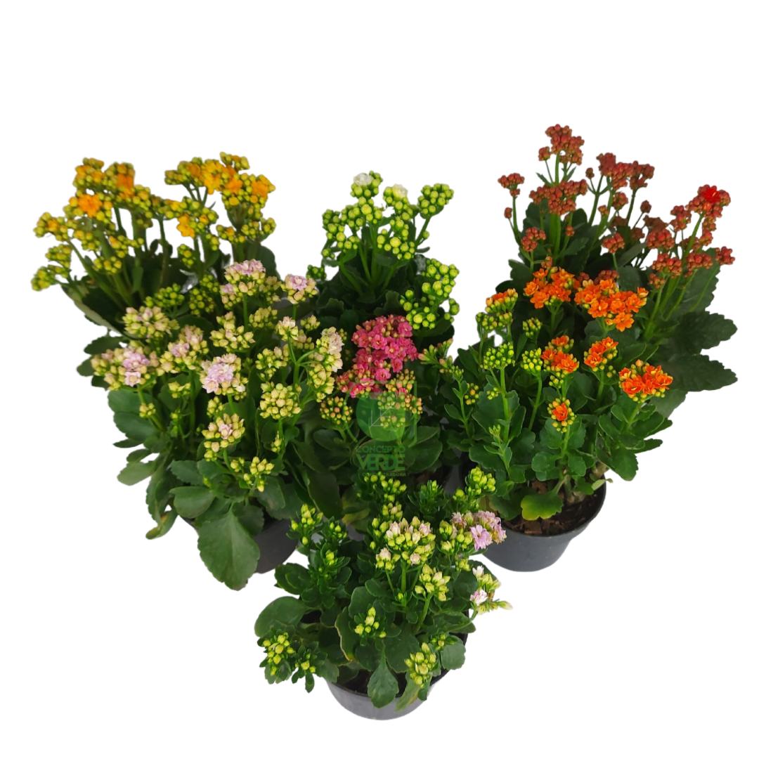 Kalanchoe Doble