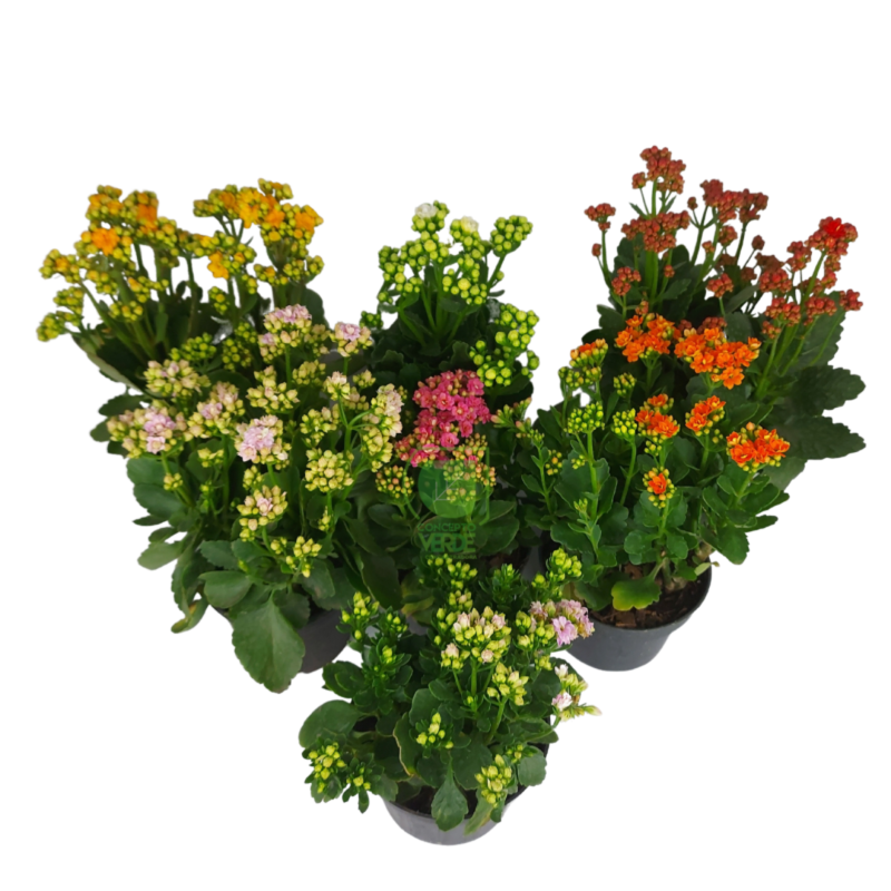 Kalanchoe Doble