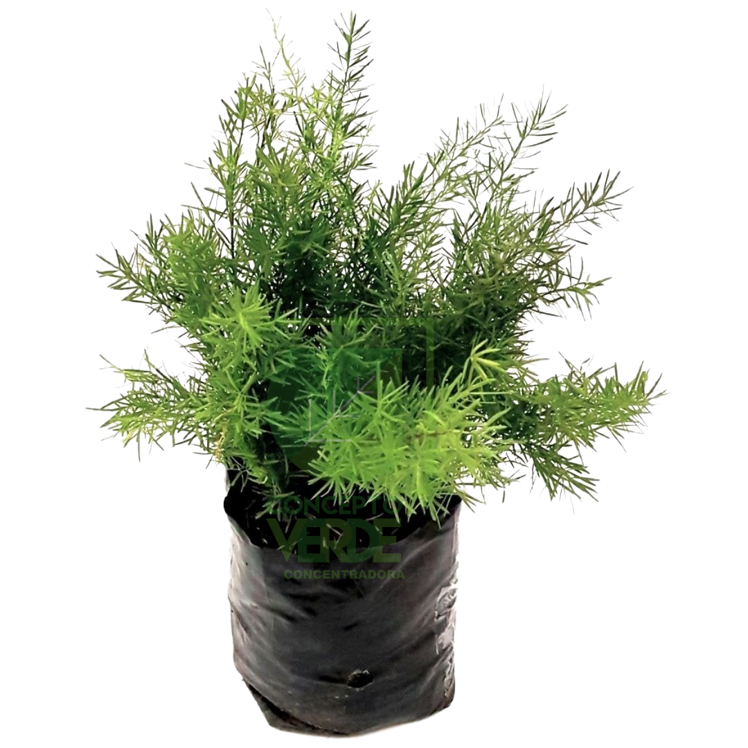 Esparrago Espilleri