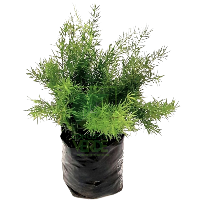 Esparrago Espilleri