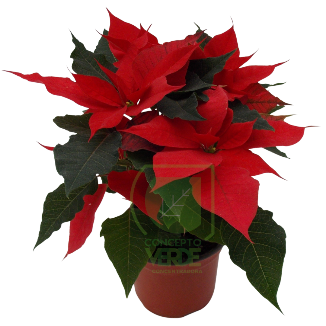 Nochebuena Premium 4&quot;