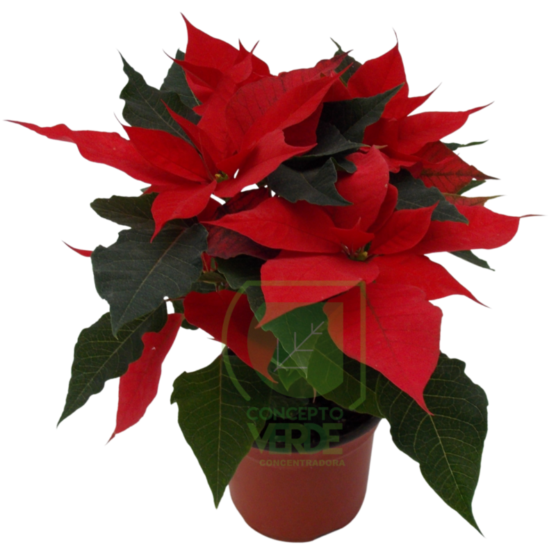 Nochebuena Premium 4&quot;