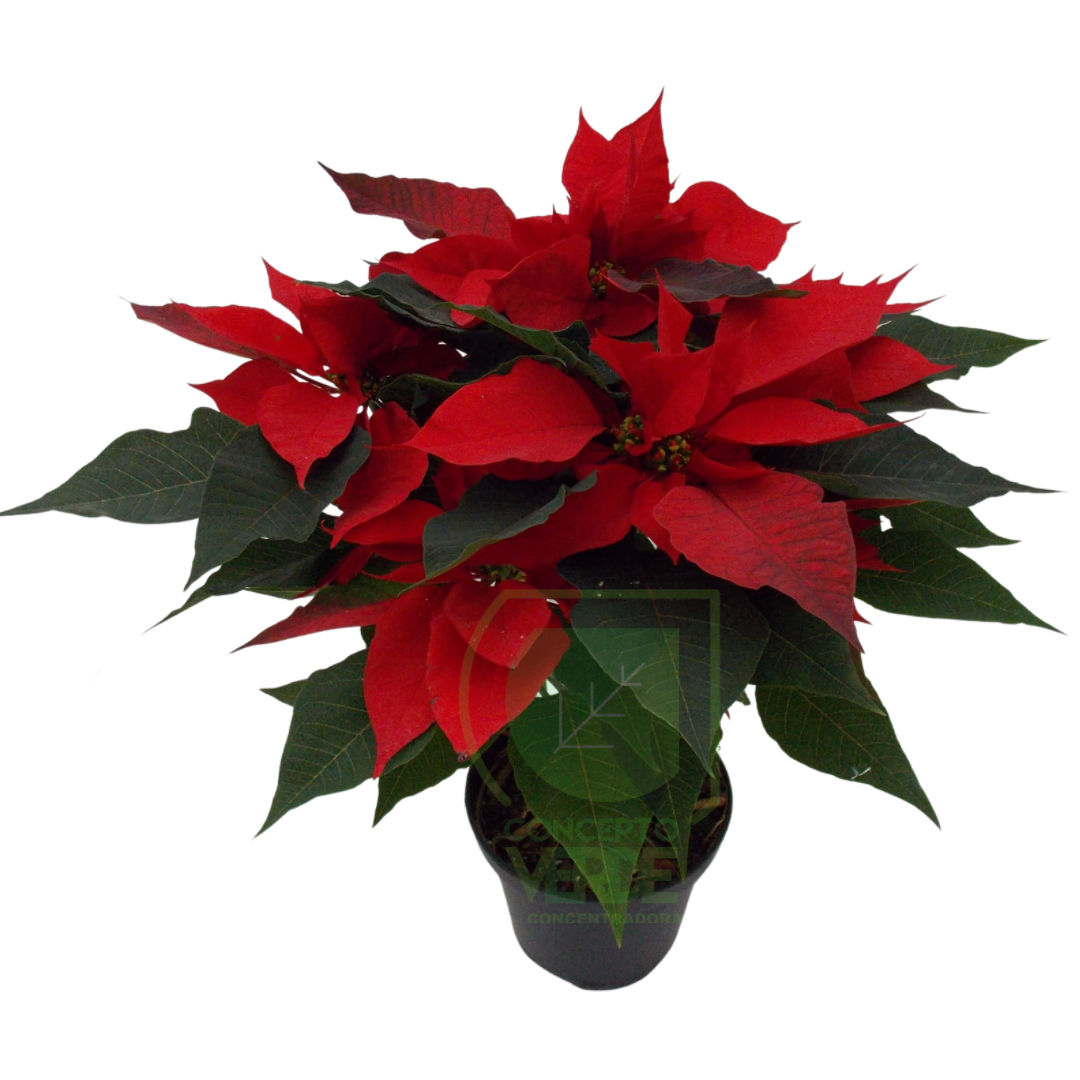 Nochebuena Premium 6&quot;