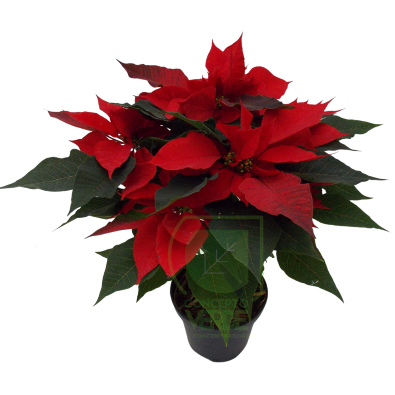 Nochebuena Premium 6&quot;