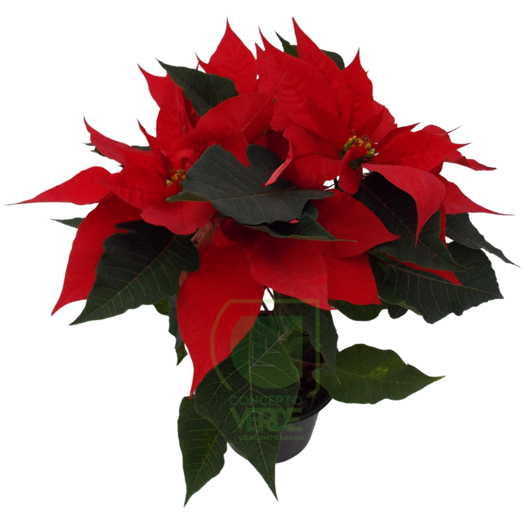 Nochebuena Premium 5&quot;