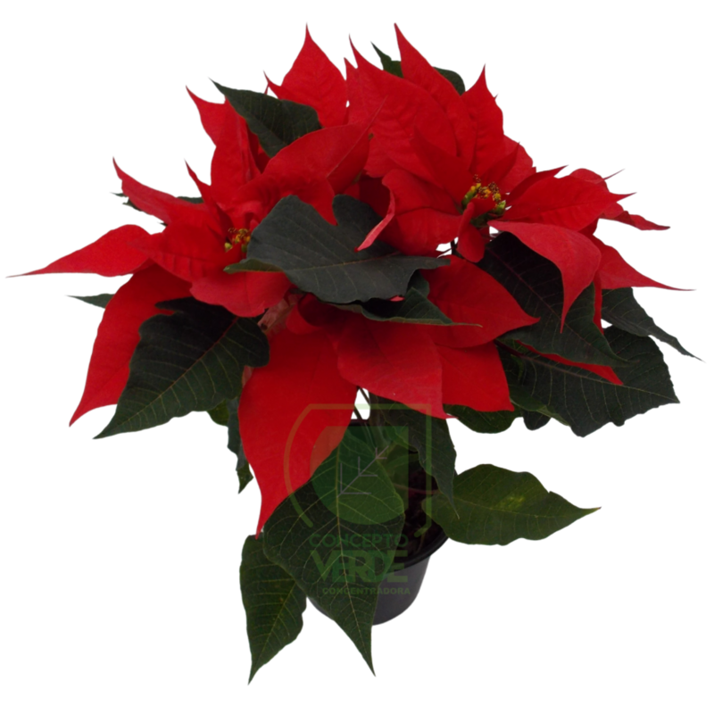 Nochebuena Premium 5&quot;