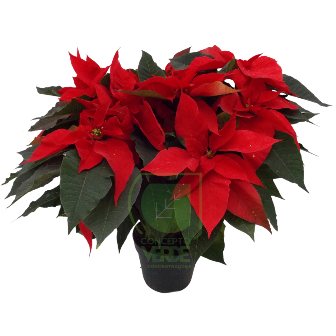 Nochebuena Premium 8&quot;
