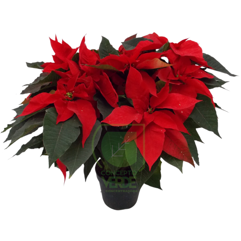 Nochebuena Premium 8&quot;