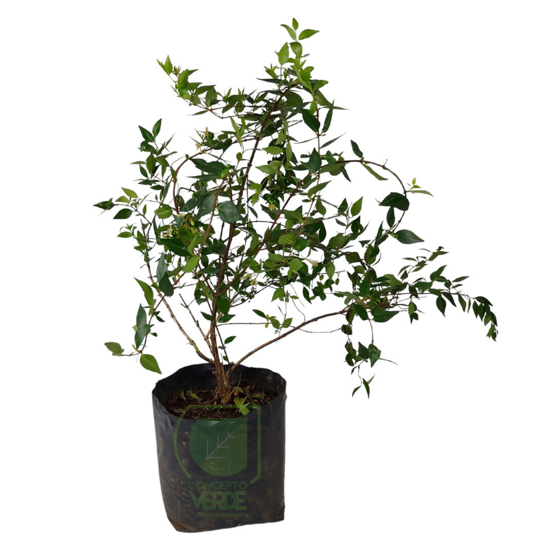 Abelia