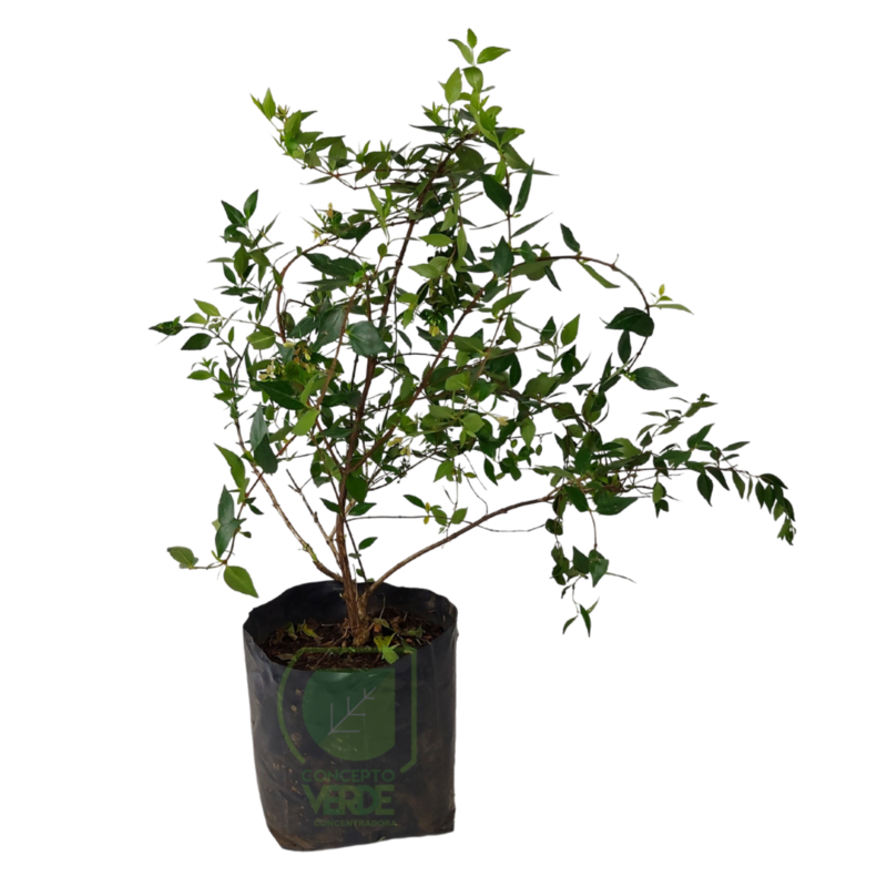 Abelia