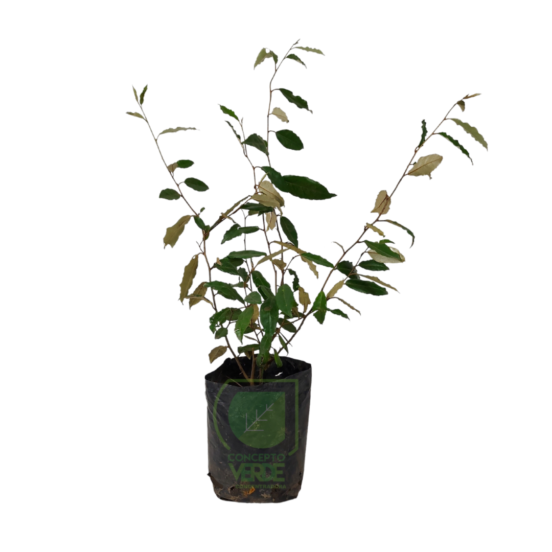 Eleagnus