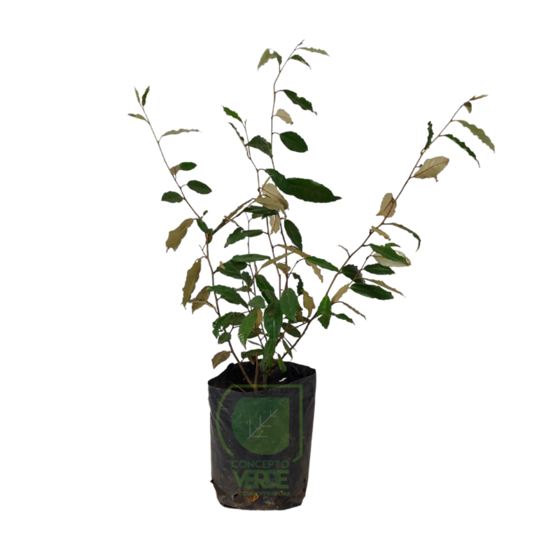 Eleagnus