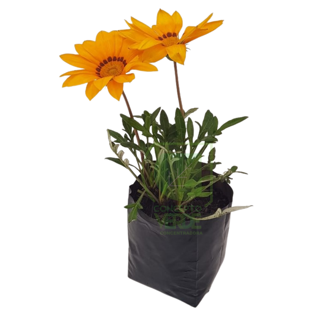 Gazania (12 piezas)