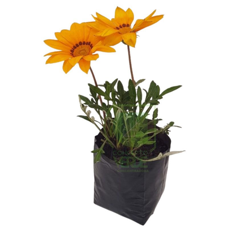 Gazania (12 piezas)