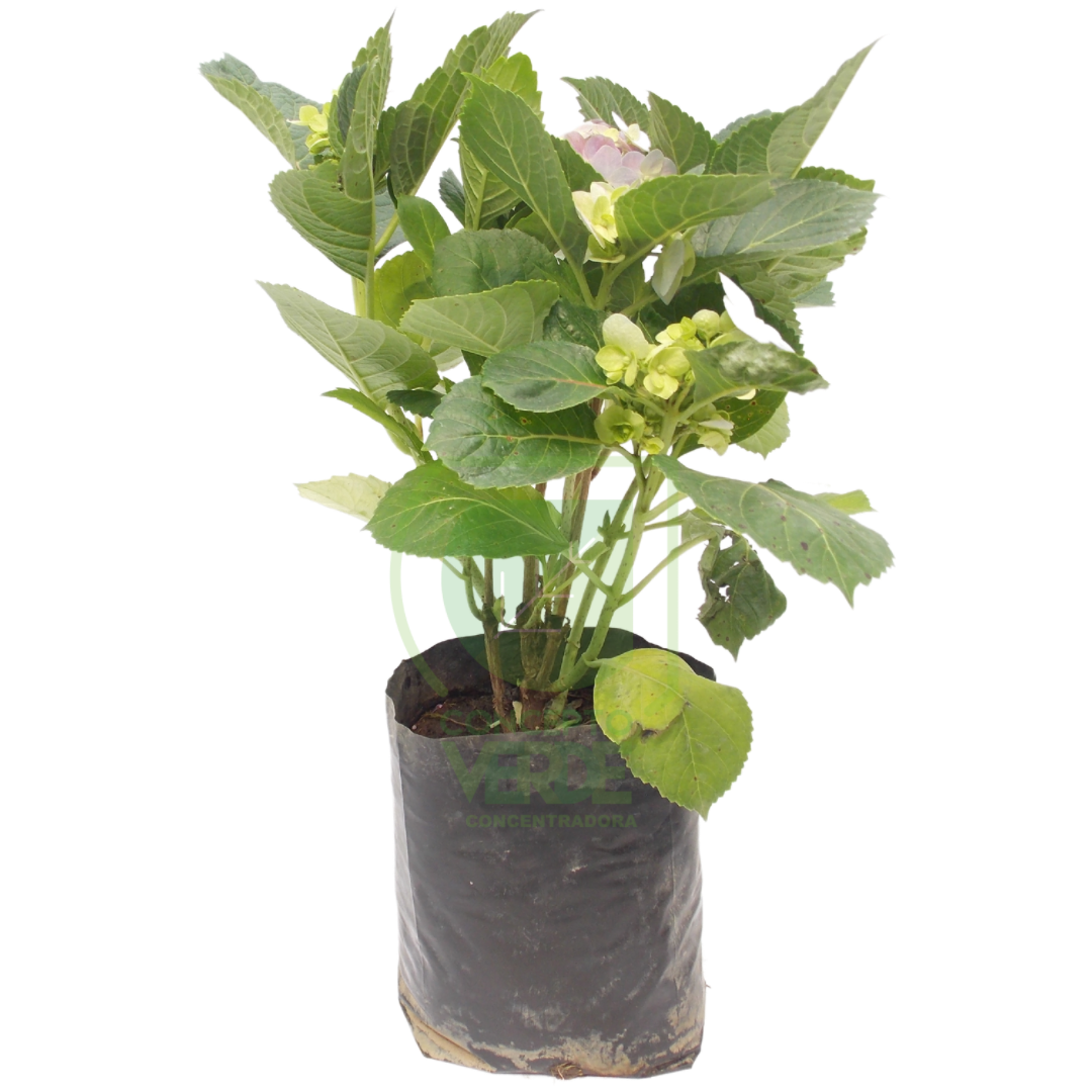 Hortensia (mediana)
