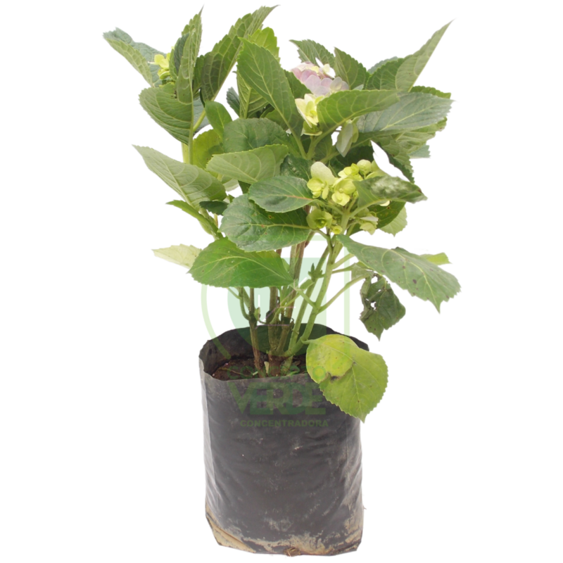Hortensia (mediana)