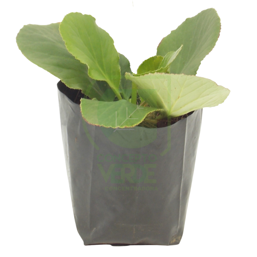 Bergenia