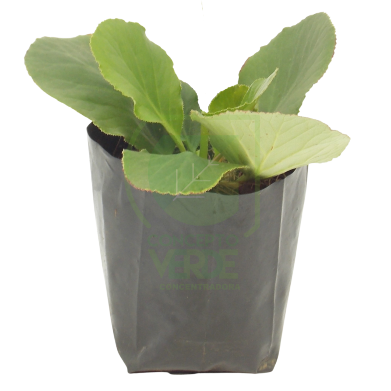 Bergenia