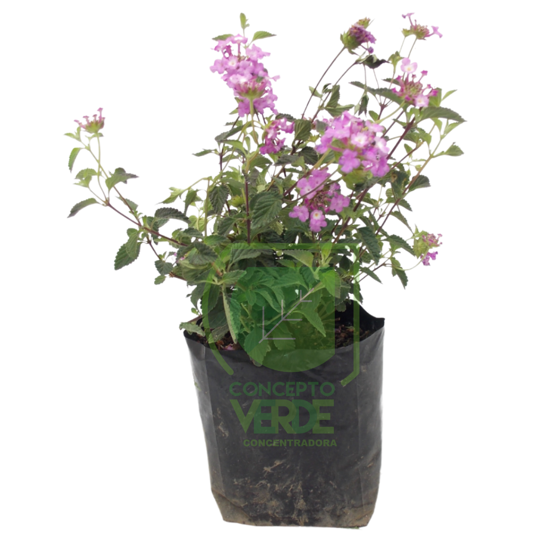 Lantana, Color: Lila/Morado