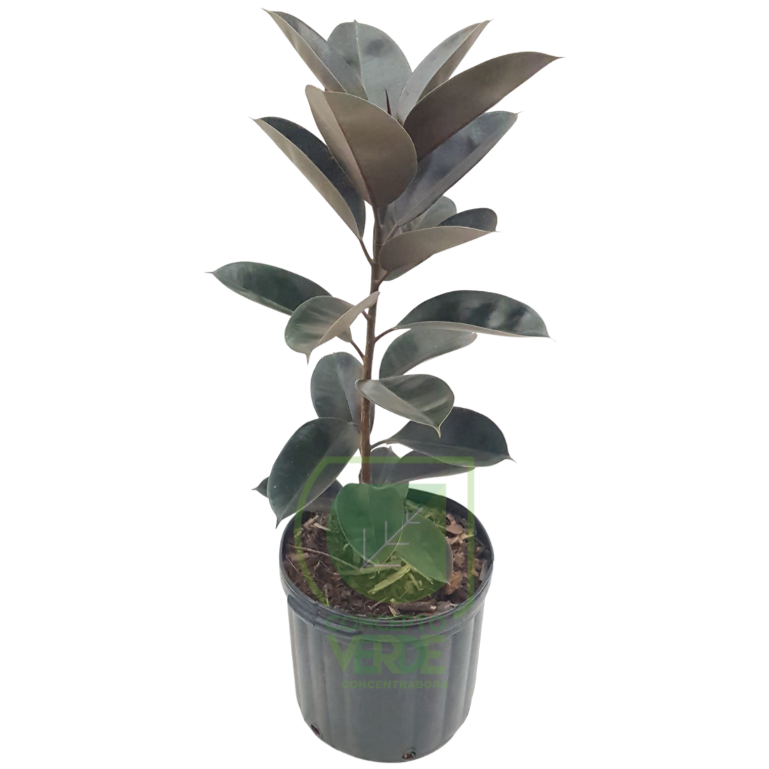 Ficus Elástica (#3)