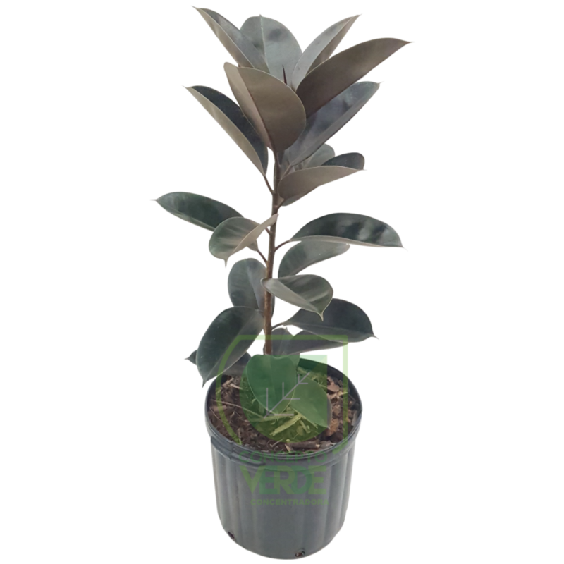 Ficus Elástica (#3)
