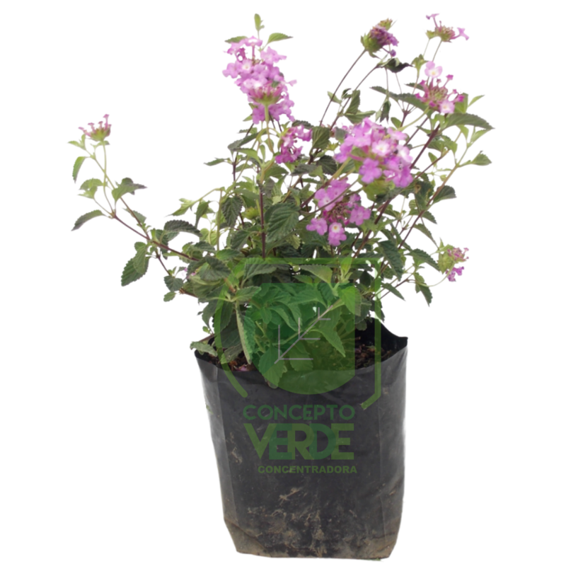 Lantana