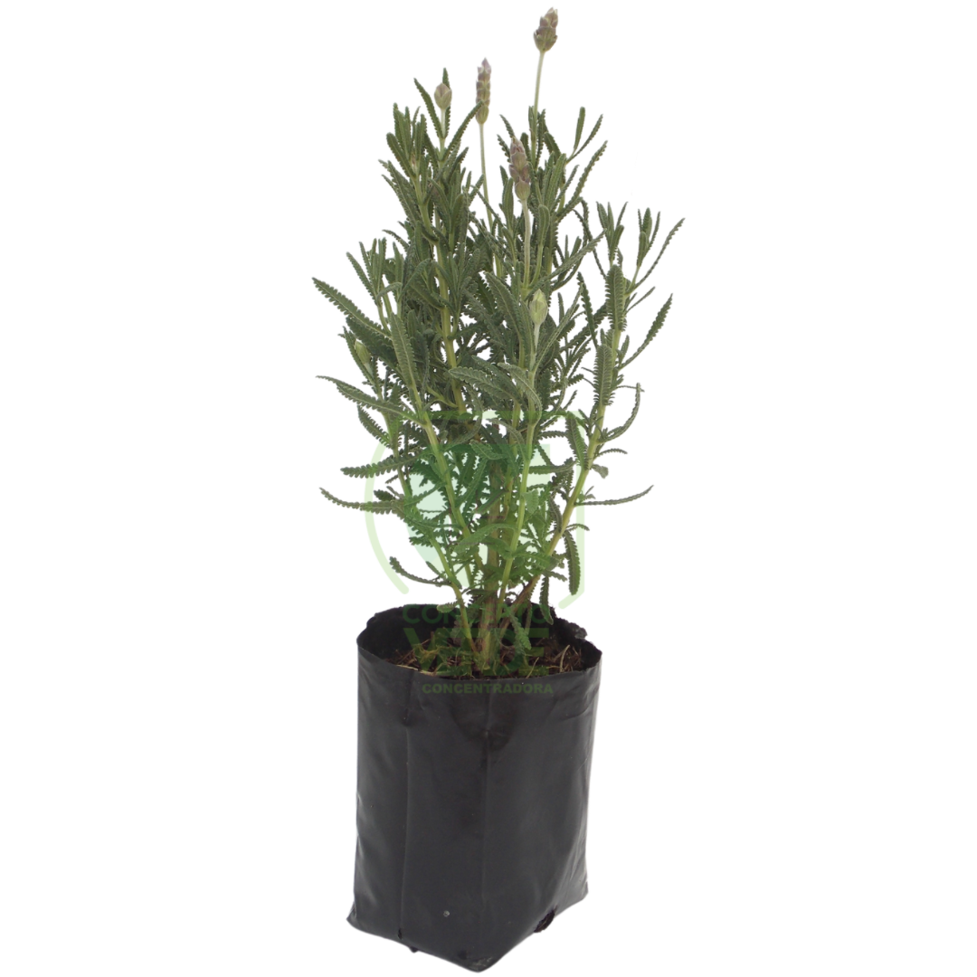 Lavanda