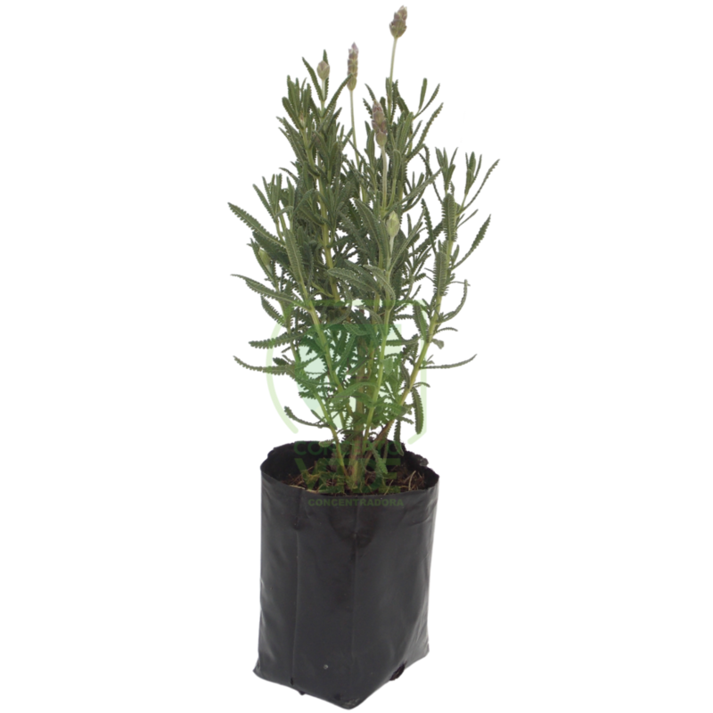 Lavanda