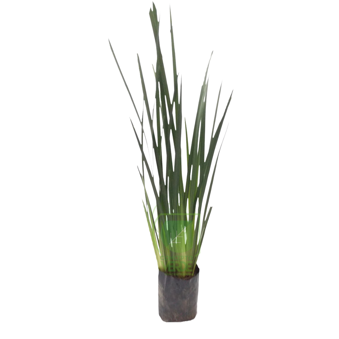 Lirio Persa