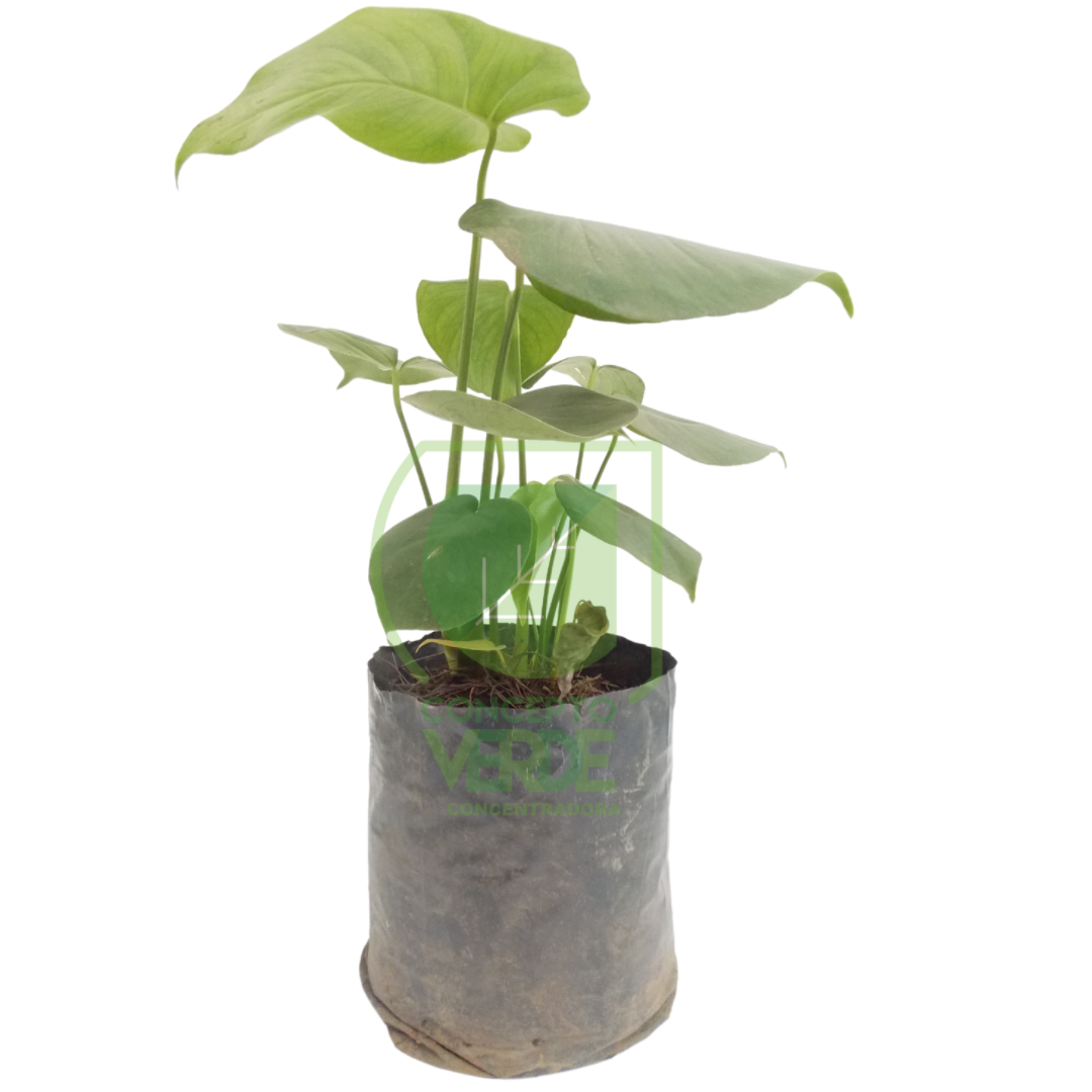 Monstera Deliciosa 40cm
