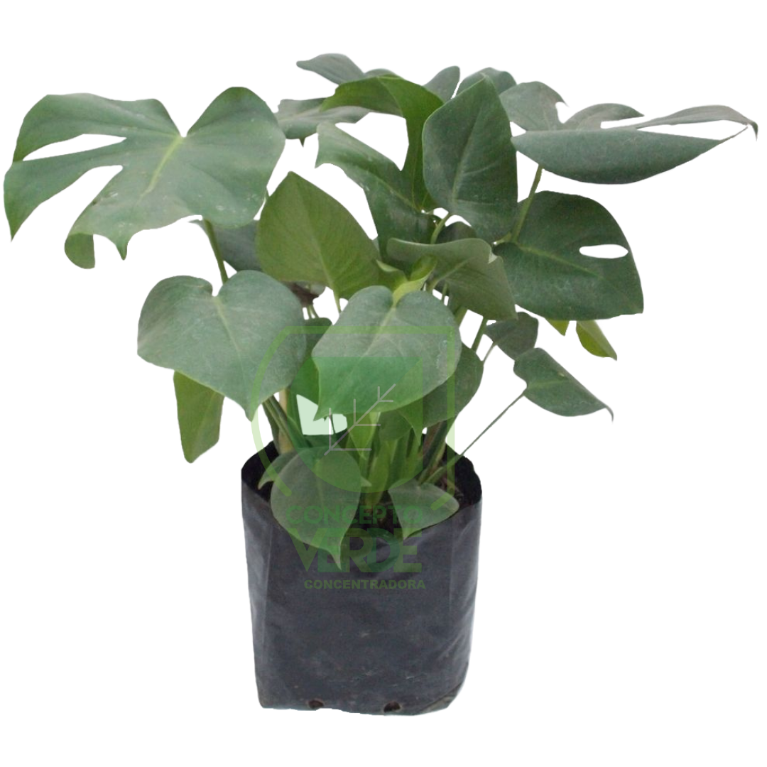Monstera Deliciosa 50cm