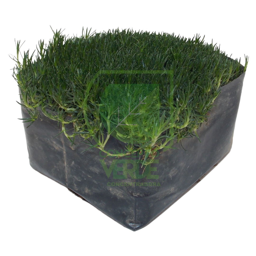 Pasto Coreano (Caja Con 12 Piezas)