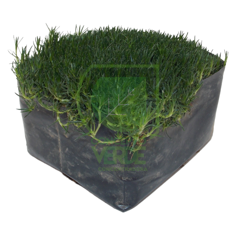 Pasto Coreano (Caja Con 12 Piezas)
