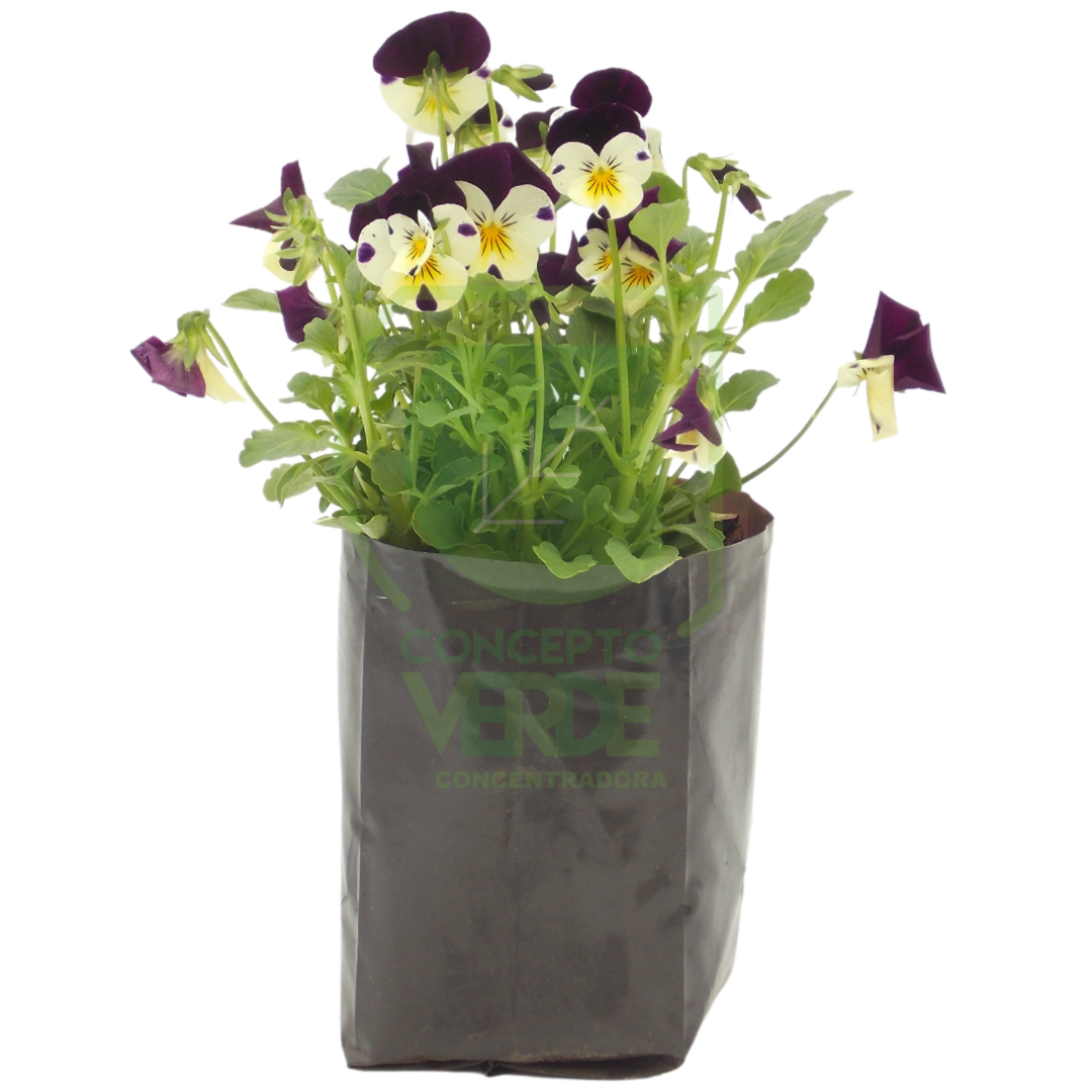 Pensamiento Flor Mini (Caja con 12 piezas)