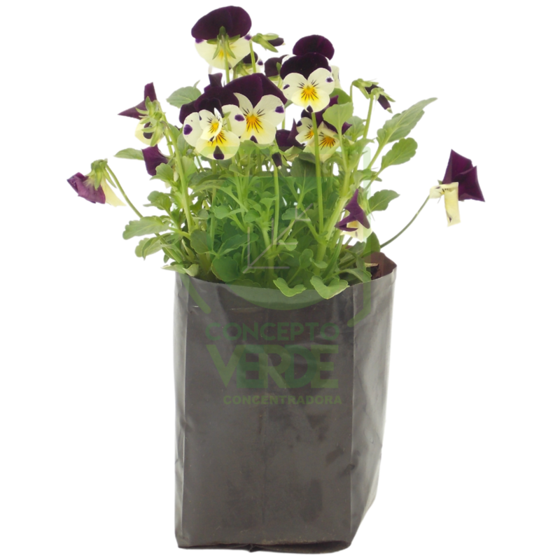 Pensamiento Flor Mini (Caja con 12 piezas)