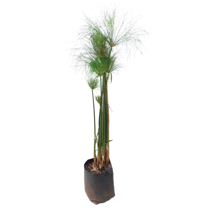 Papiro Egipcio